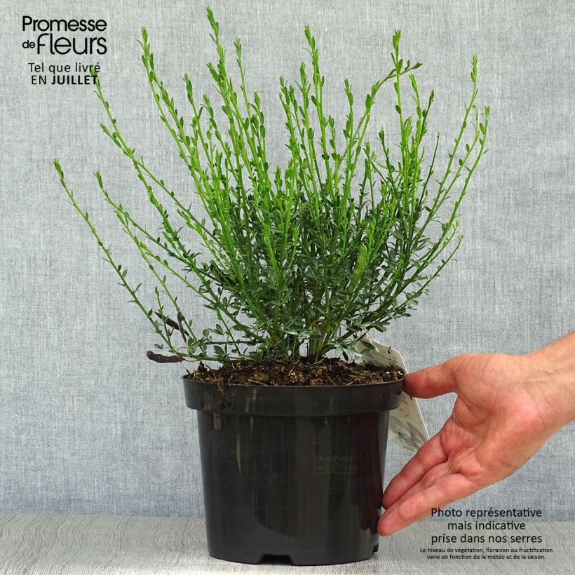 Spécimen de Genêt - Cytisus scoparius Palette Pot de 2L/3L tel que livré en été