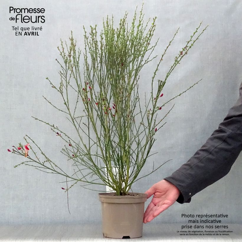 Spécimen de Genêt - Cytisus scoparius Palette tel que livré au printemps