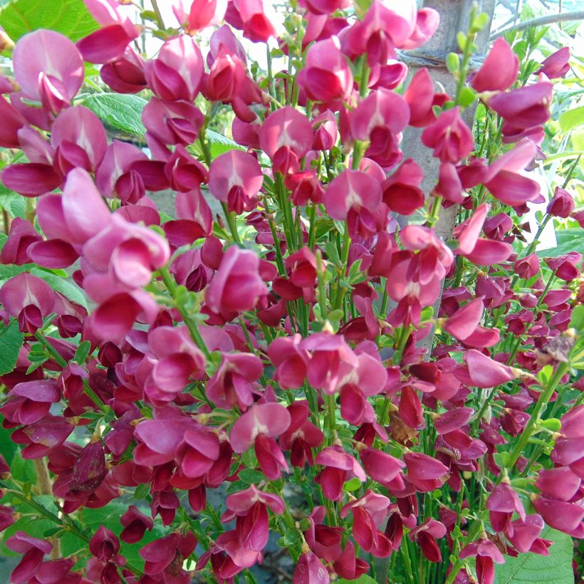 Genêt à balais - Cytisus Boskoop Ruby (Floraison)