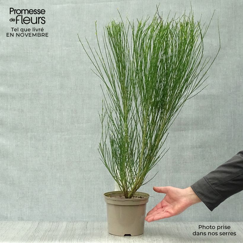 Spécimen de Genêt à balais - Cytisus Boskoop Ruby Pot de 3L/4L tel que livré en automne