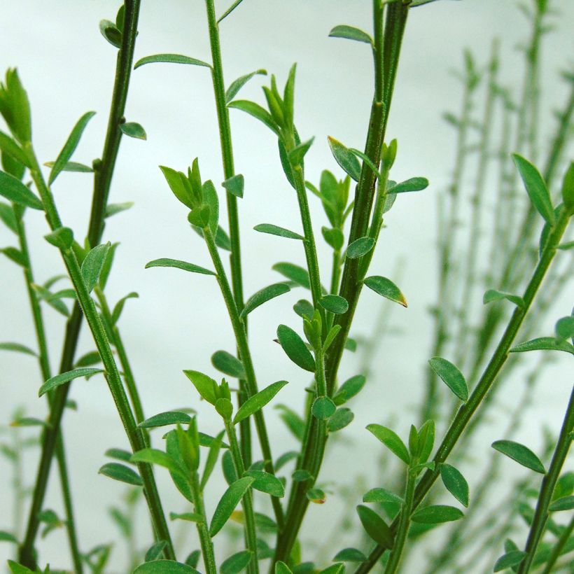 Genêt à balais - Cytisus scoparius Andreanus (Feuillage)