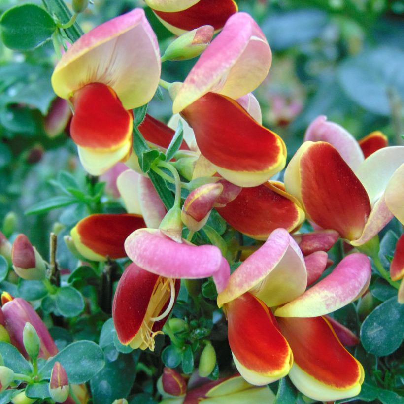 Genêt à balais - Cytisus scoparius Andreanus (Floraison)