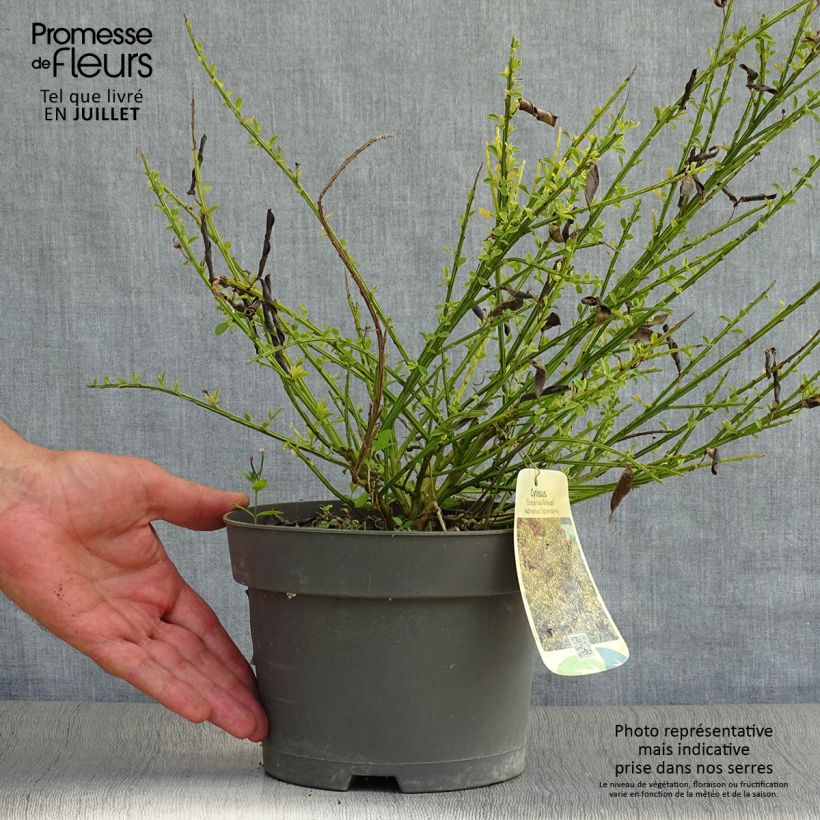 Spécimen de Genêt à balais - Cytisus scoparius Andreanus tel que livré en ete