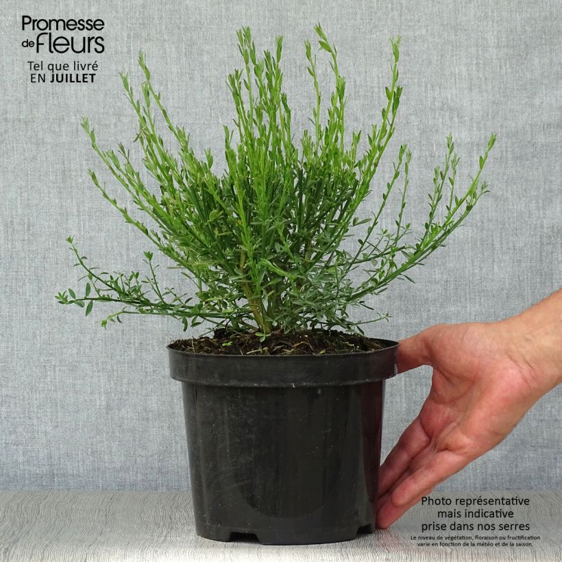 Spécimen de Genêt à balais - Cytisus scoparius Burkwoodii Pot de 2L/3L tel que livré en été