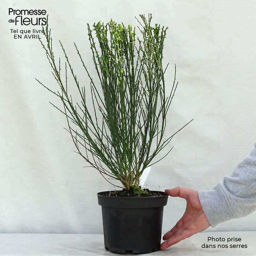 Spécimen de Genêt à balais - Cytisus scoparius Goldfinch Pot de 2L/3L tel que livré au printemps