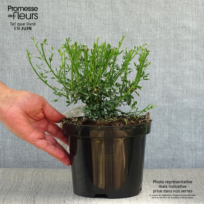 Spécimen de Genêt à balais - Cytisus scoparius Goldfinch Pot de 2L/3L tel que livré en été