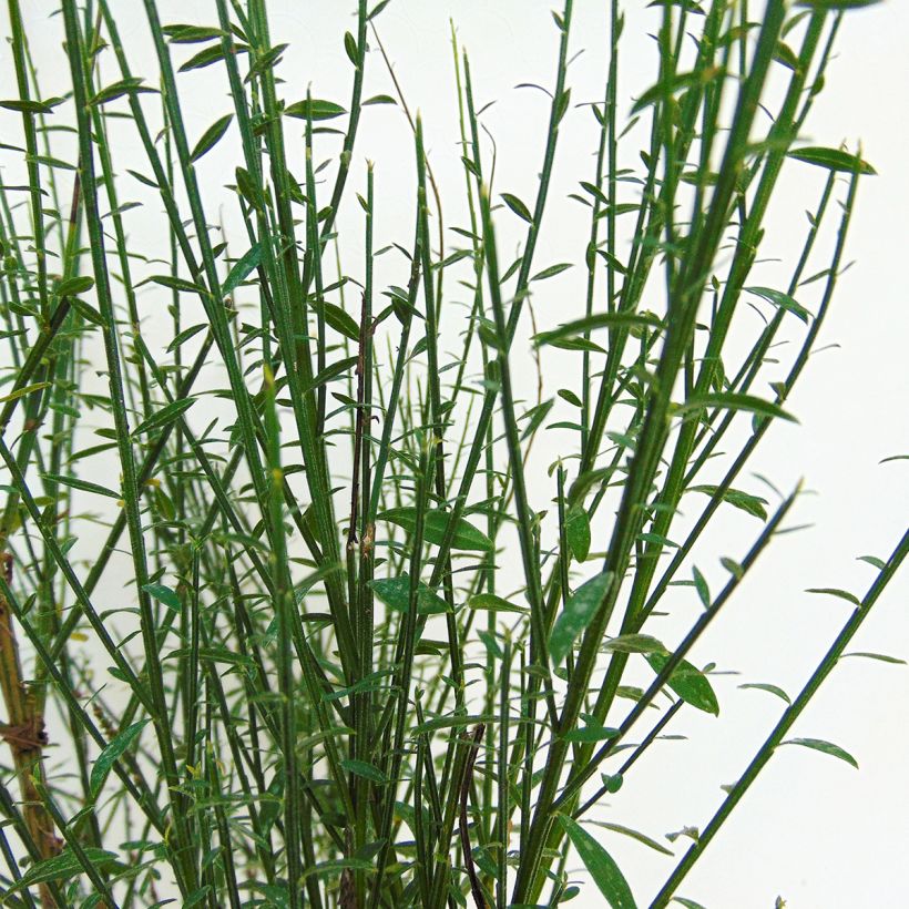 Genêt à balais - Cytisus scoparius Lena (Feuillage)