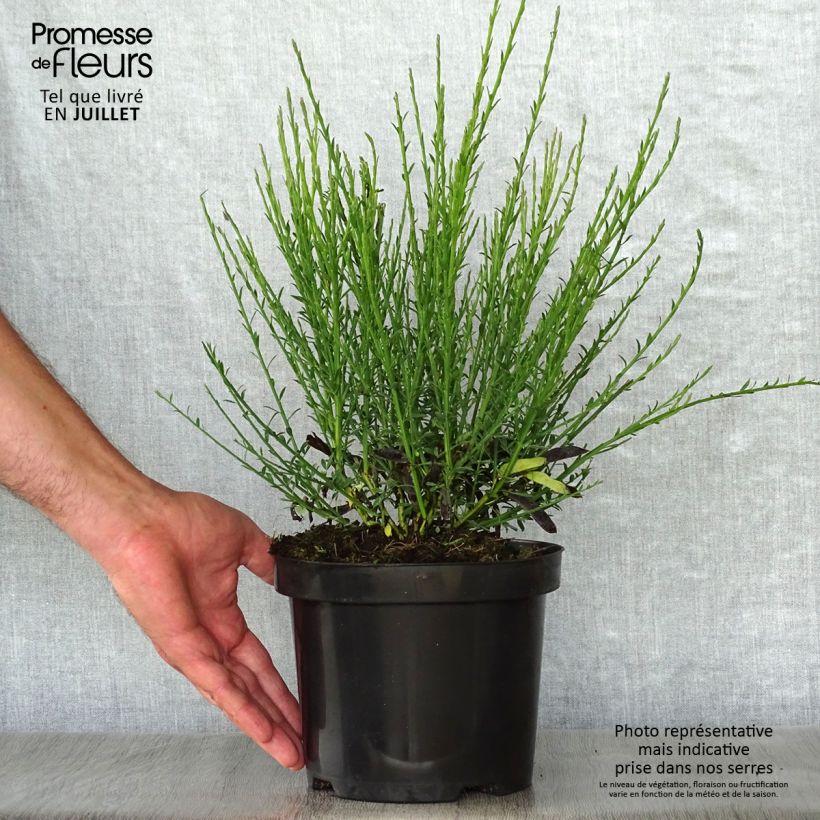 Spécimen de Genêt à balais - Cytisus scoparius Lena tel que livré en ete