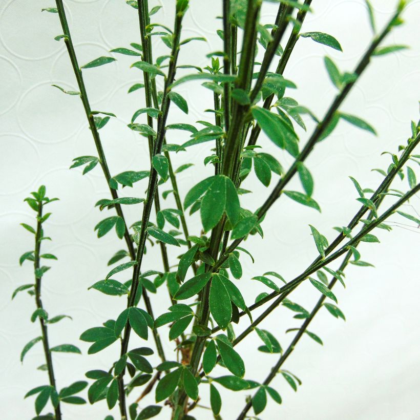 Genêt à balais - Cytisus scoparius Luna (Feuillage)