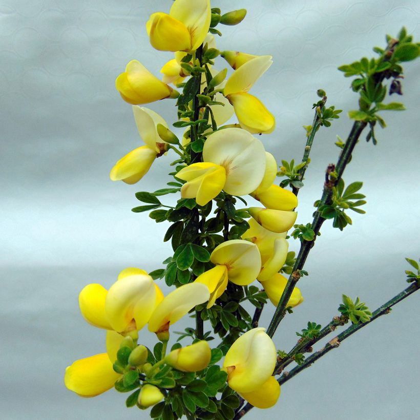 Genêt à balais - Cytisus scoparius Luna (Floraison)