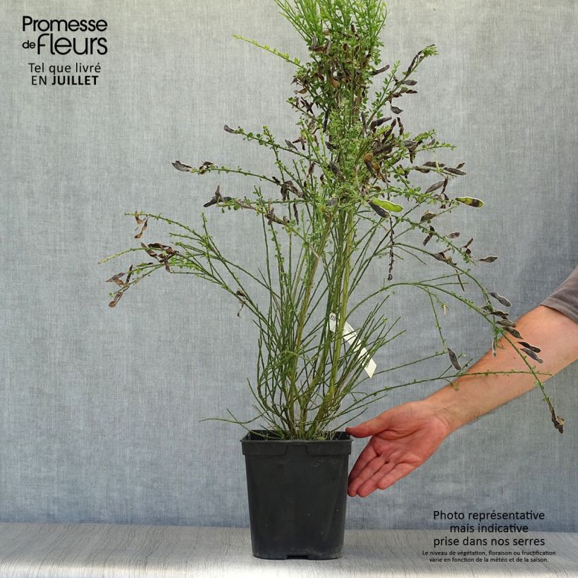 Spécimen de Genêt à balais - Cytisus scoparius Luna Pot de 2L/3L tel que livré en été