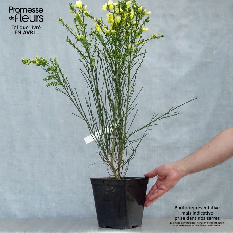 Spécimen de Genêt à balais - Cytisus scoparius Luna tel que livré au printemps