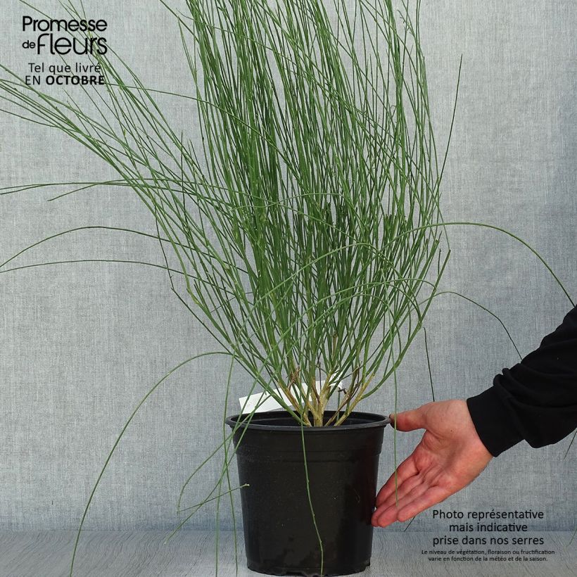 Spécimen de Genêt à balais - Cytisus scoparius Moyclare Pink Pot de 4L/5L tel que livré en automne