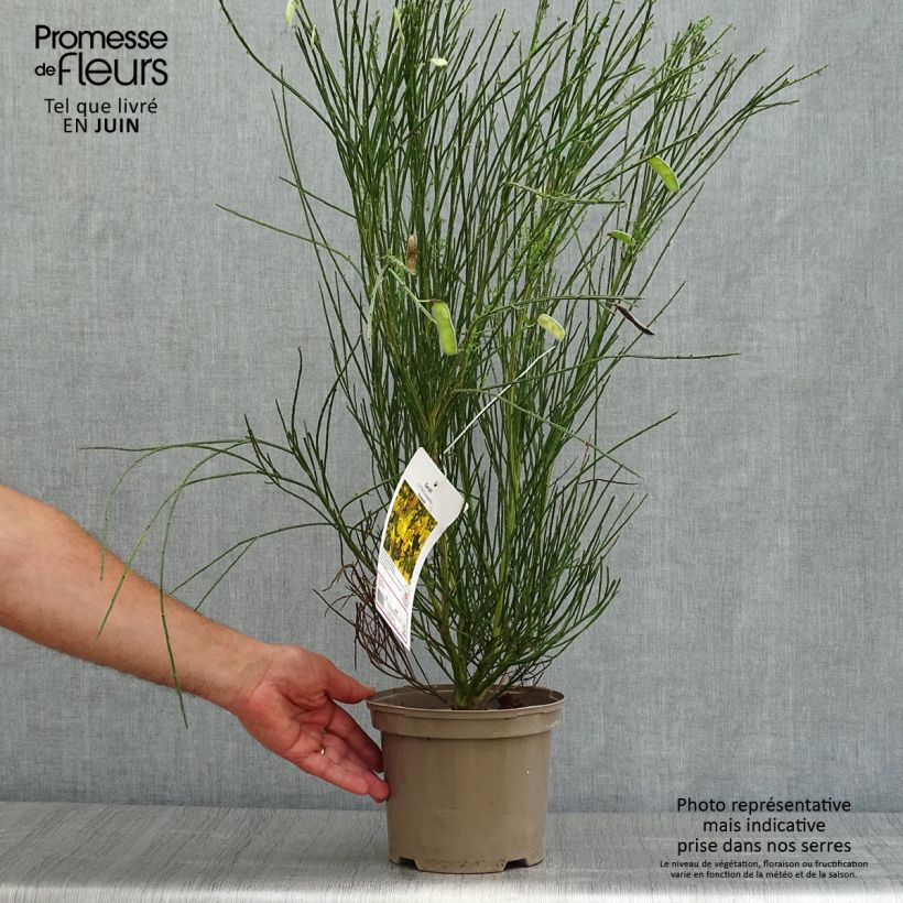 Spécimen de Genêt à balais - Cytisus scoparius Vanesse Pot de 2L/3L tel que livré en été