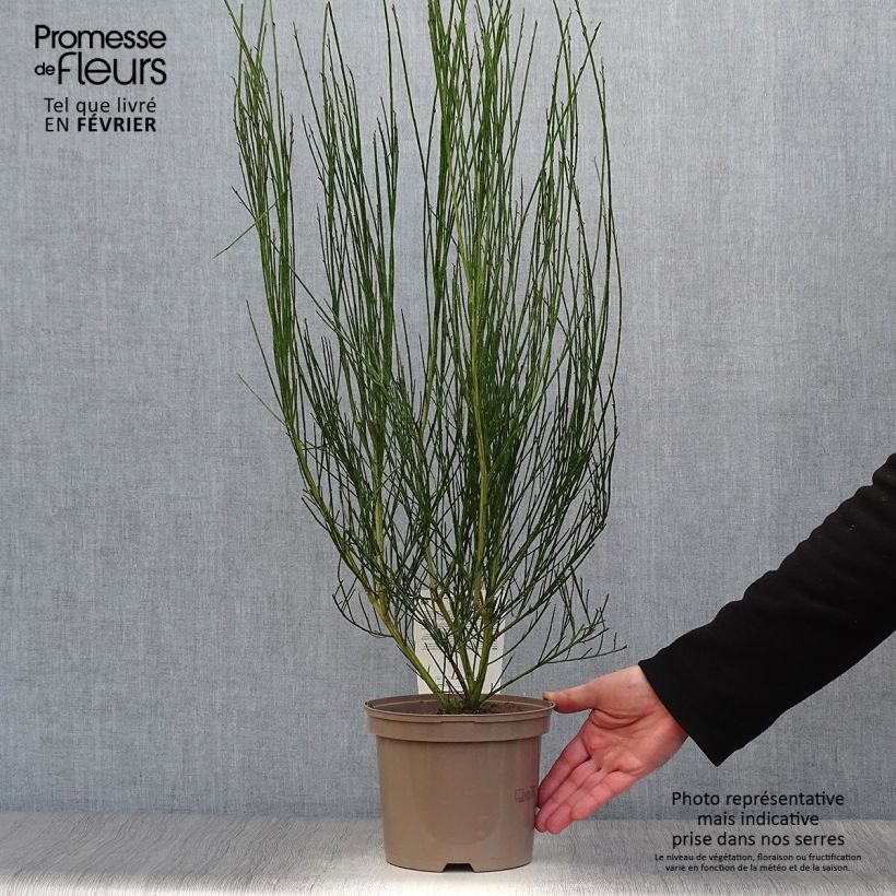 Spécimen de Genêt à balais - Cytisus scoparius Vanesse tel que livré en hiver