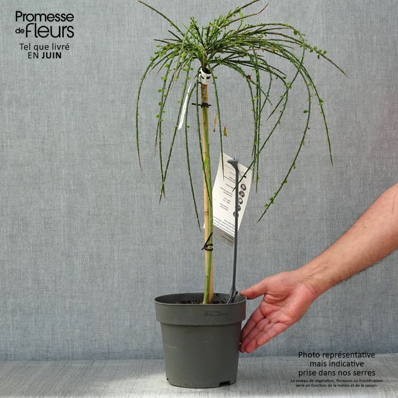 Spécimen de Genêt à balais sur tige - Cytisus scoparius Golden Tears - Pot de 4L/5L Tige tel que livré au printemps