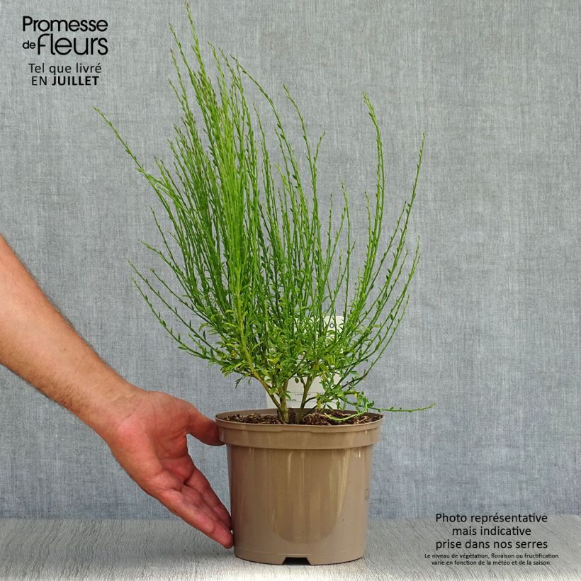 Spécimen de Genêt à balais - Cytisus scoparius Roter Favorit Pot de 2L/3L tel que livré en été