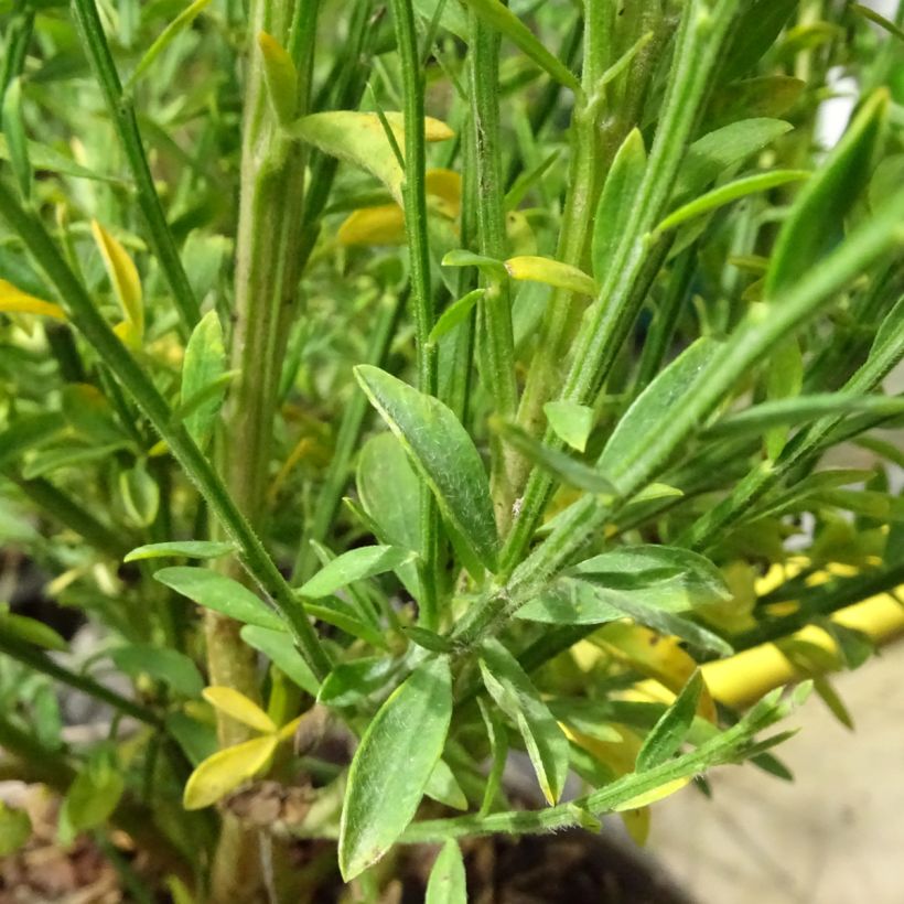 Genêt à balais - Cytisus scoparius Roter Favorit (Feuillage)