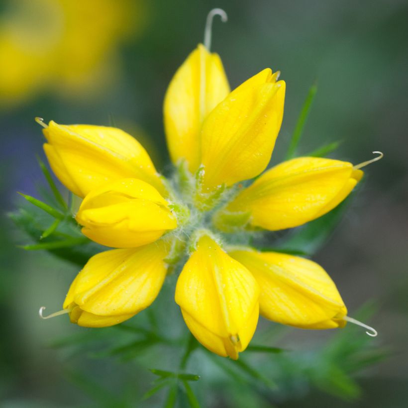 Genêt d'Espagne - Genista hispanica (Floraison)