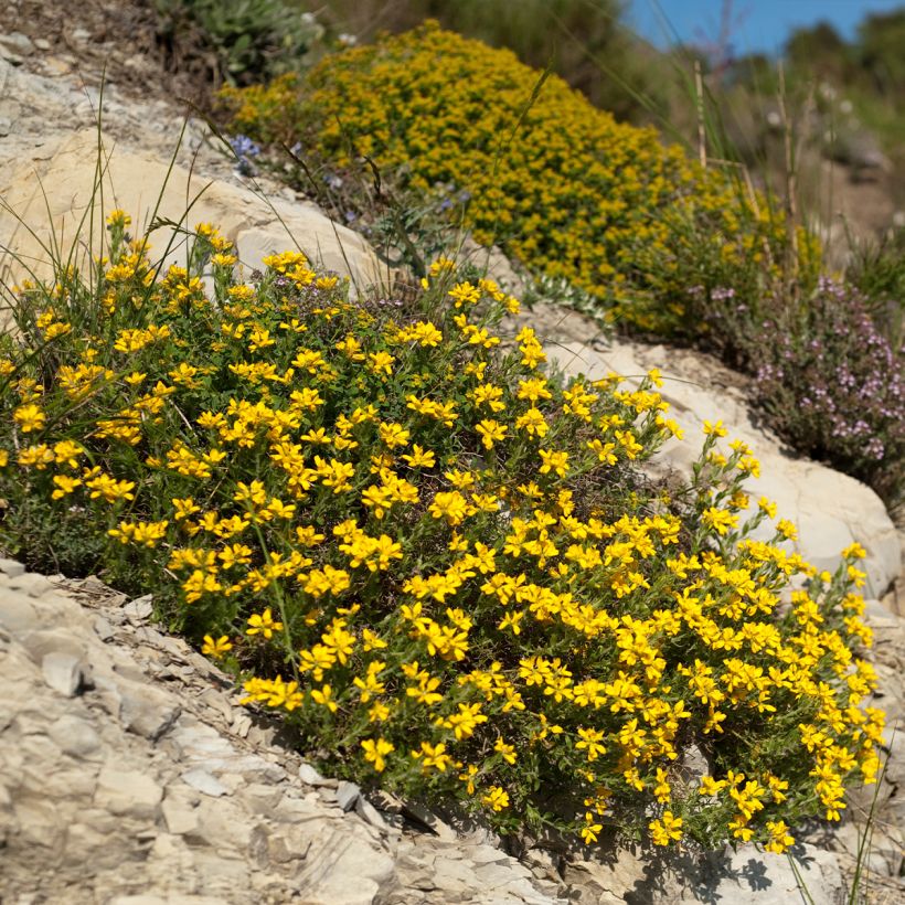 Genêt d'Espagne - Genista hispanica (Port)