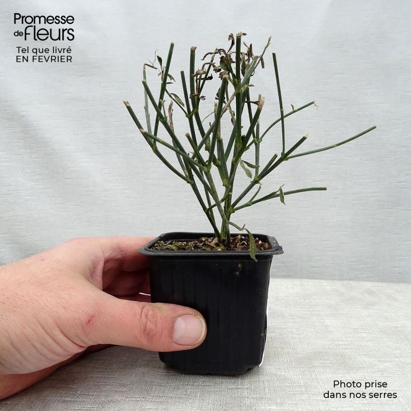 Spécimen de Genêt d'Espagne - Spartium junceum tel que livré en hiver
