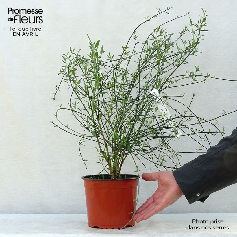 Spécimen de Genêt d'Espagne - Spartium junceum en pot de 3L tel que livré au printemps