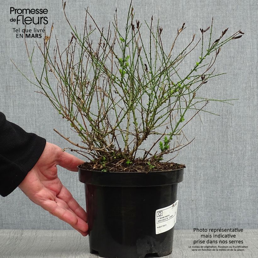 Spécimen de Genêt d'Espagne - Genista hispanica Pot de 2L/3L tel que livré au printemps