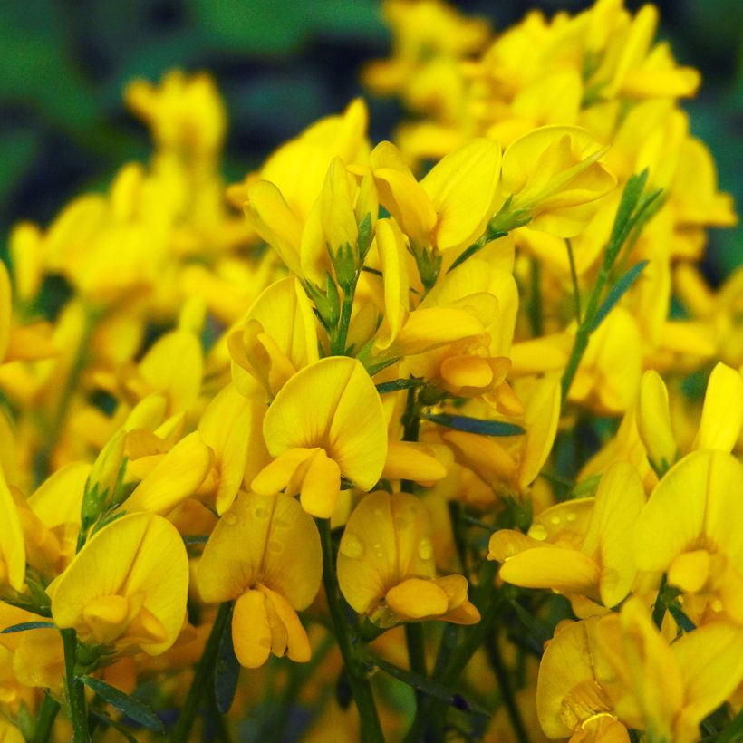 Genêt de Lydie - Genista lydia (Floraison)