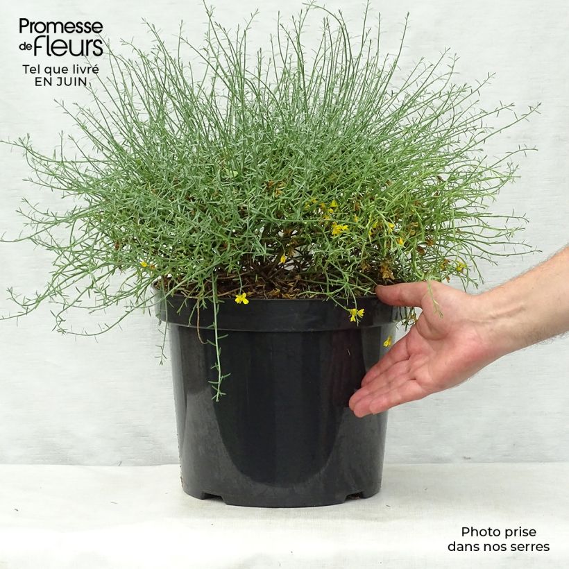 Spécimen de Genêt de Lydie - Genista lydia Pot de 7,5L/10L tel que livré en été