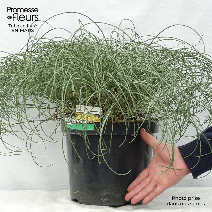 Spécimen de Genêt de Lydie - Genista lydia en pot de 10L tel que livré au printemps