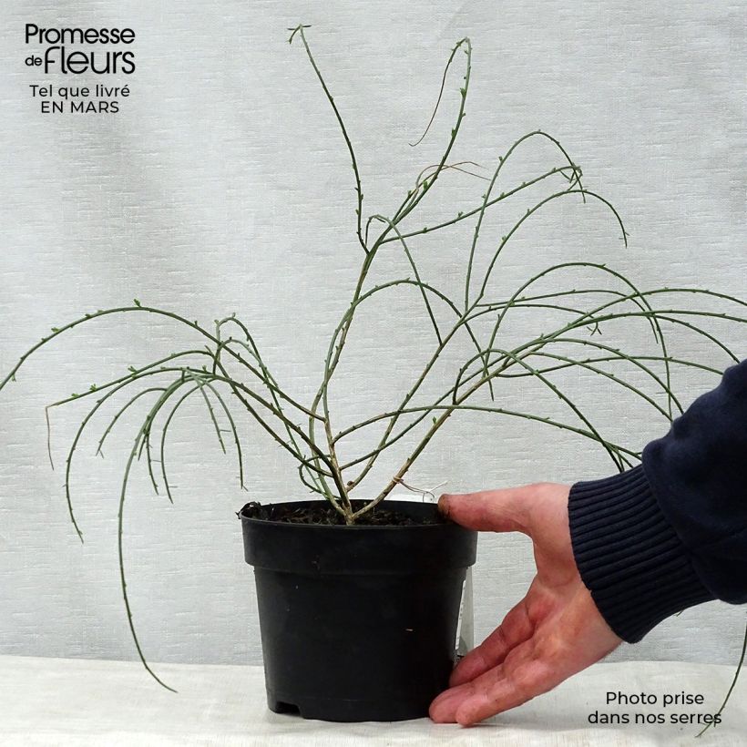Spécimen de Genêt de Lydie - Genista lydia en pot de 1L/1,5L tel que livré au printemps