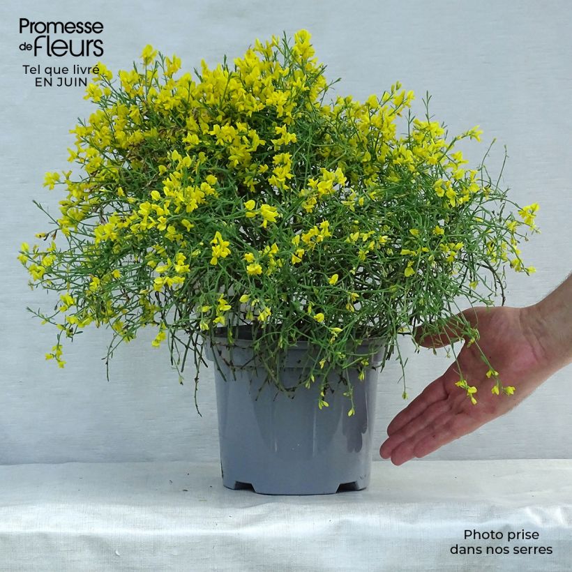 Spécimen de Genêt de Lydie - Genista lydia Pot de 3L/4L tel que livré en été