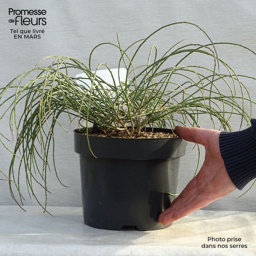 Spécimen de Genêt de Lydie - Genista lydia en pot de 3,5L tel que livré au printemps