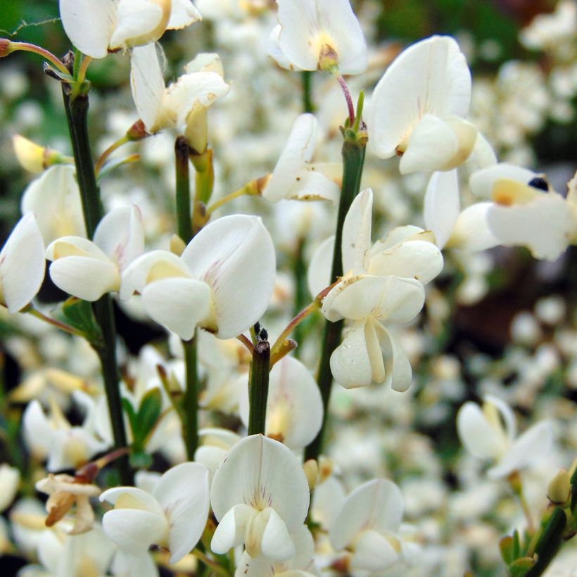 Genêt précoce - Cytisus praecox Albus (Floraison)