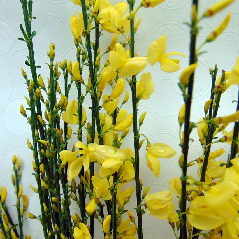 Genêt précoce - Cytisus praecox Allgold (Floraison)