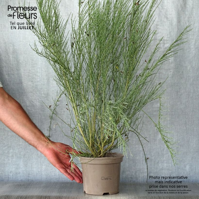 Spécimen de Genêt précoce - Cytisus praecox Allgold Pot de 2L/3L tel que livré en été