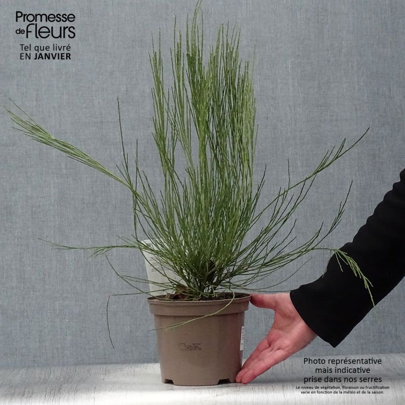 Spécimen de Genêt précoce - Cytisus x praecox tel que livré en hiver