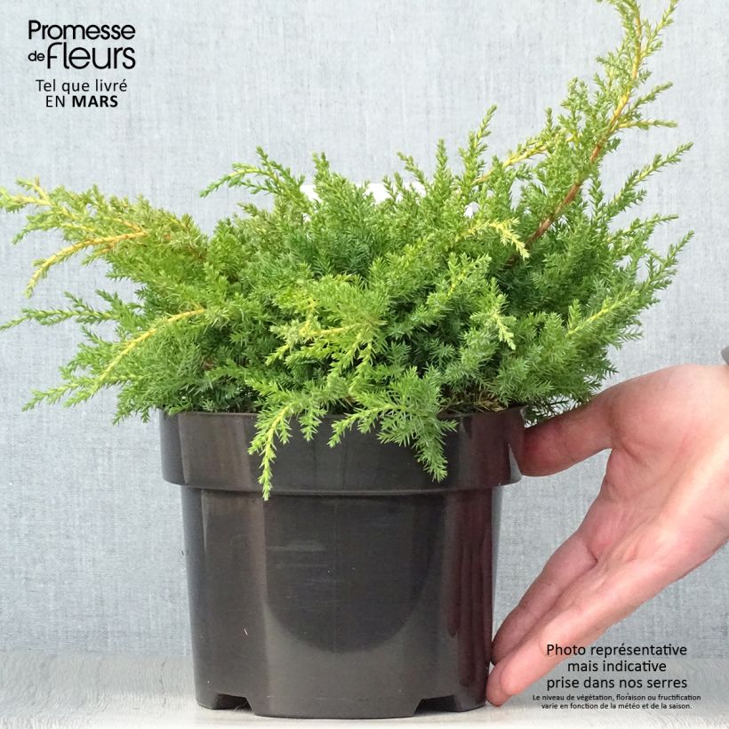 Spécimen de Genévrier - Juniperus pfitzeriana Goldkissen en pot de 2l/3l tel que livré au printemps