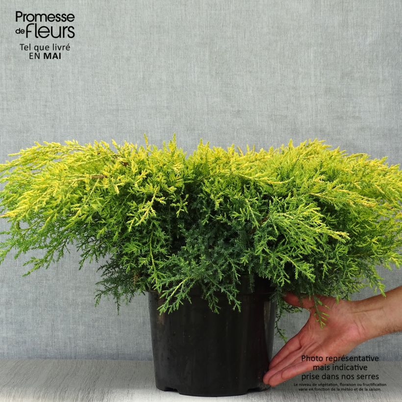 Spécimen de Genévrier - Juniperus pfitzeriana Goldkissen en pot de 7,5l/10l tel que livré au printemps