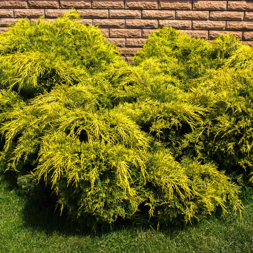 Genévrier - Juniperus pfitzeriana King Of Spring (Port)