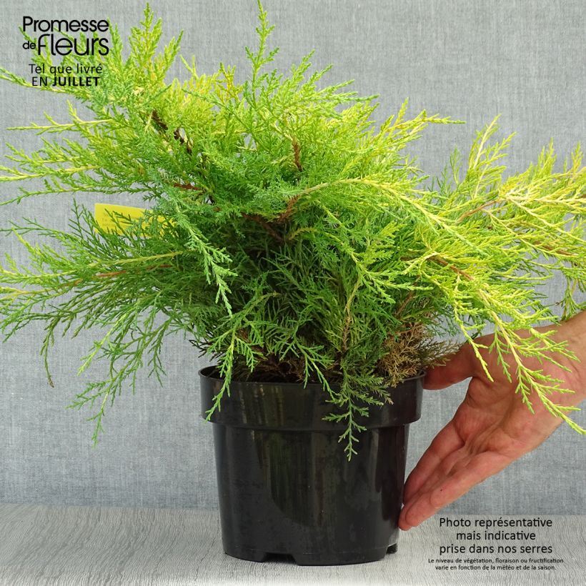 Spécimen de Genévrier - Juniperus pfitzeriana Old Gold                Pot de 2L/3L tel que livré en été