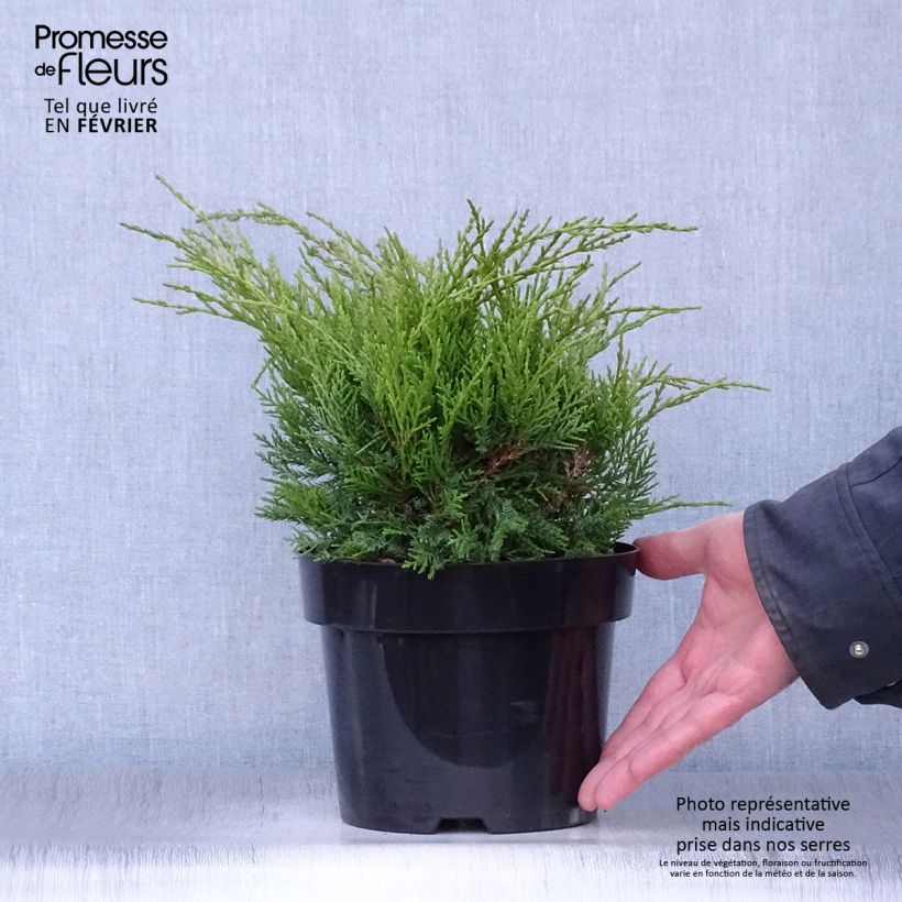 Spécimen de Genévrier - Juniperus pfitzeriana Old Gold                tel que livré en hiver