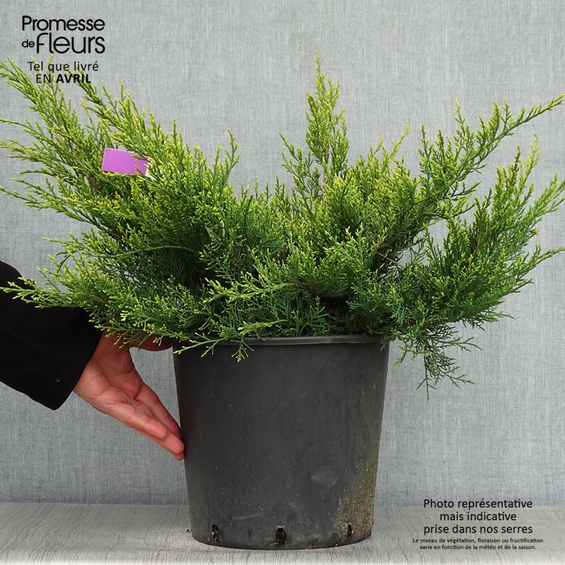 Spécimen de Genévrier - Juniperus pfitzeriana Old Gold                tel que livré au printemps