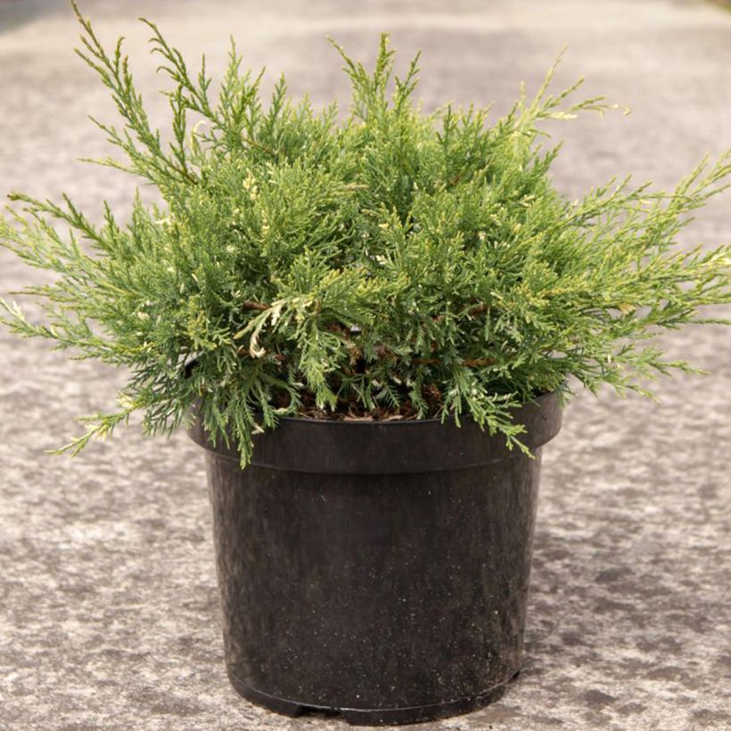 Genévrier - Juniperus pfitzeriana White Splash (Port)