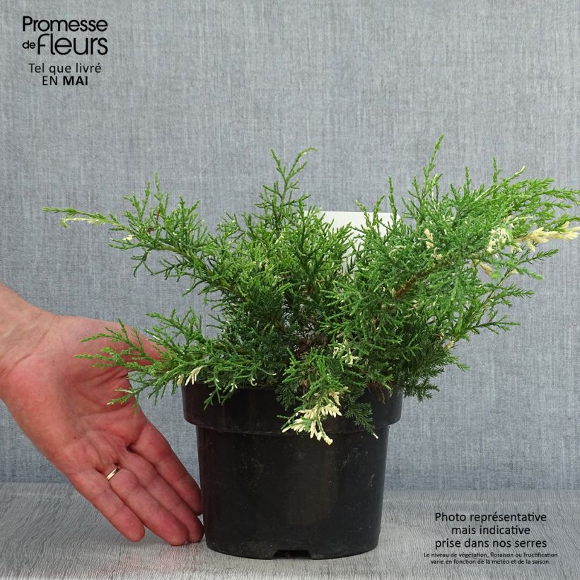 Spécimen de Genévrier - Juniperus pfitzeriana White Splash tel que livré au printemps