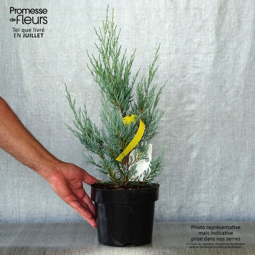 Spécimen de Genévrier - Juniperus scopulorum Moonglow Pot de 2L/3L tel que livré en été