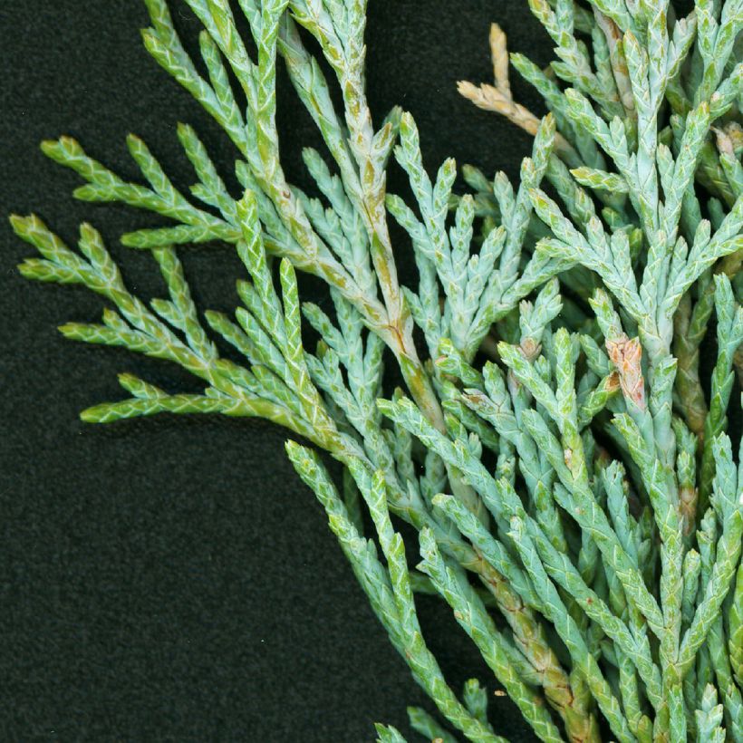 Genévrier - Juniperus scopulorum Wichita Blue (Feuillage)
