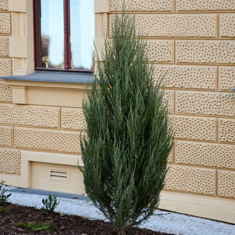 Genévrier - Juniperus scopulorum Wichita Blue (Port)