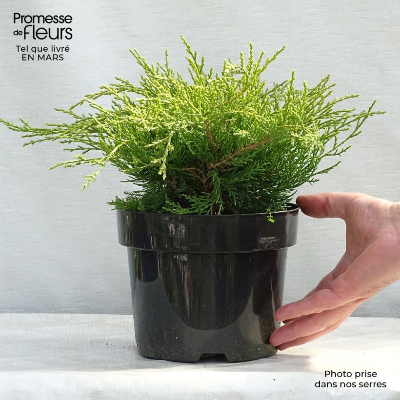 Spécimen de Genévrier - Juniperus x media Gold Coast en pot de 2L/3L tel que livré au printemps