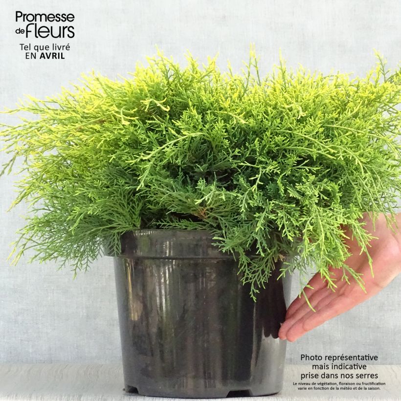 Spécimen de Genévrier - Juniperus x media Gold Coast en pot de 7,5L/10L tel que livré au printemps